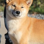 Gekkou-female-Shiba-puppy-for-sale- (4)