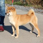 Gekkou-female-Shiba-puppy-for-sale- (5)