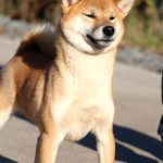Yoku Jo Shiba Inu