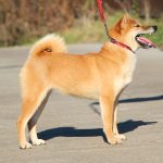 Gekkou-female-Shiba-puppy-for-sale- (7)