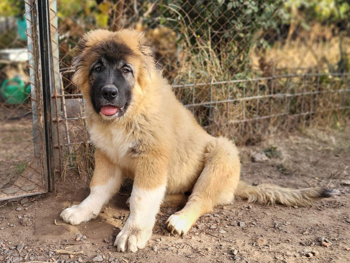 Brown Shepherd Dog Female Caucasian Dog Young White Brown