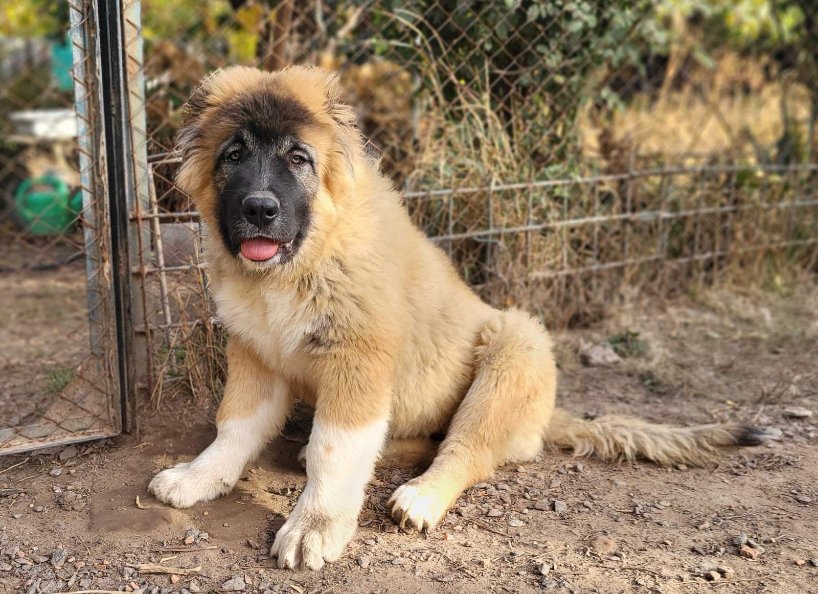 Ovcharka Puppies Buy Caucasian Mountain Dog In India Ovcharka