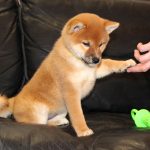 Yoku Jo Shiba Inu
