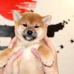 Leia-female-Shiba-puppy-for-sale- (2)