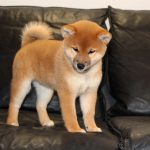 Leia-female-Shiba-puppy-for-sale- (3)