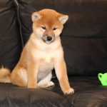 Leia-female-Shiba-puppy-for-sale- (4)
