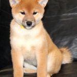 Leia-female-Shiba-puppy-for-sale- (5)