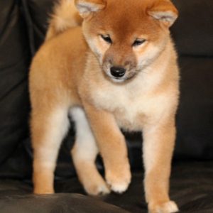 Leia Shiba Inu
