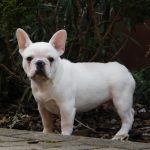 Leo-male-french-bulldog-puppy-for-sale-1