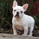 Leo-male-french-bulldog-puppy-for-sale-12