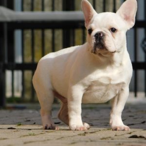 Leo French Bulldog