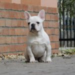 Leo-male-french-bulldog-puppy-for-sale-4