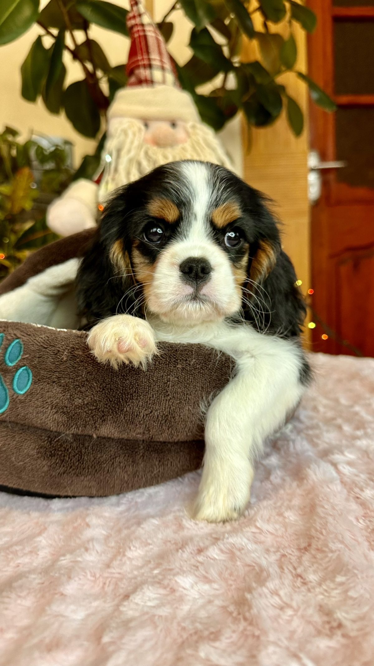 Cavalier King Retired Breeding Dogs For Adoption Retired Spayed