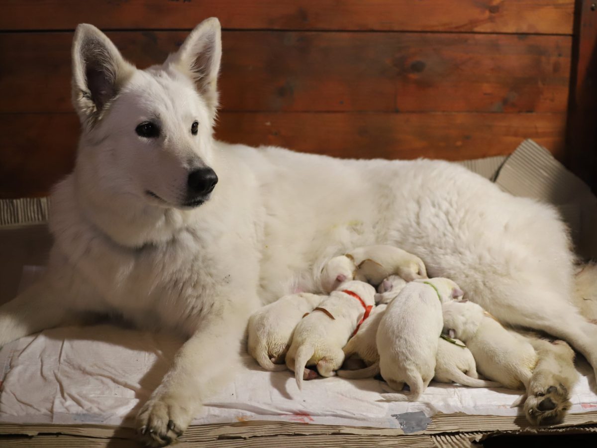 Jarman Safed Dog Price White German Shepherd Pups Jarman Safed Dog