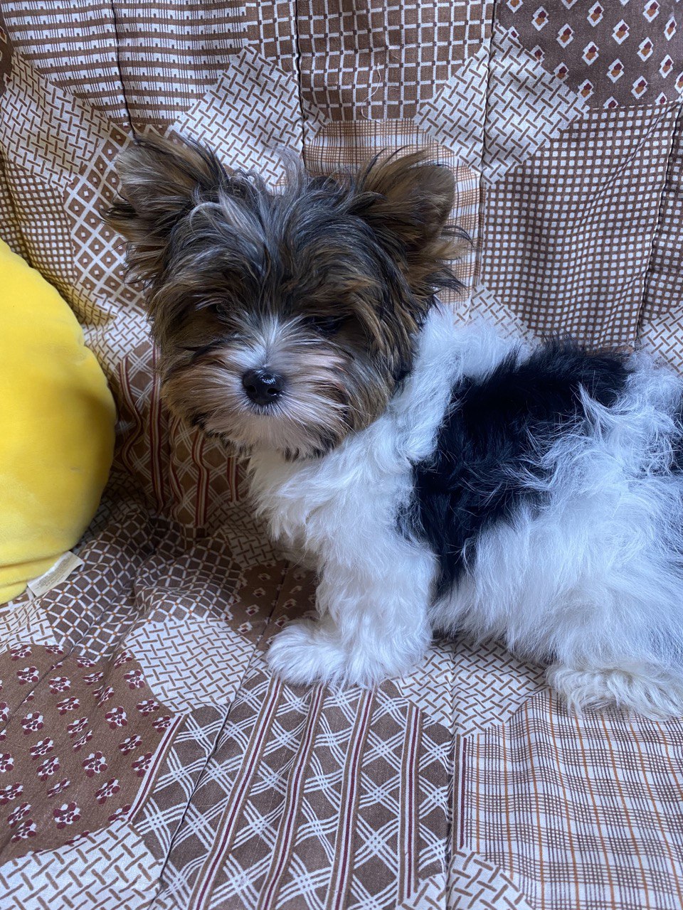 Percy Purebred, healthy Biewer Yorkshire Terrier puppy for sale