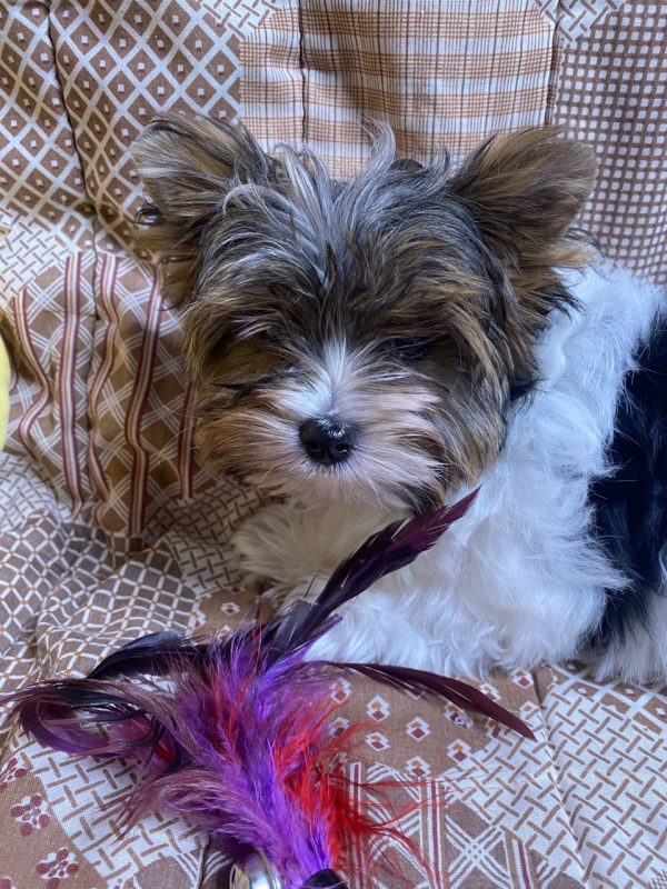 Percy Purebred, healthy Biewer Yorkshire Terrier puppy for sale