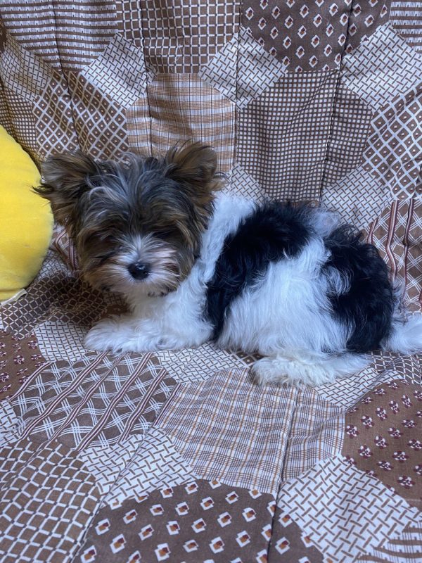 Percy Purebred, healthy Biewer Yorkshire Terrier puppy for sale