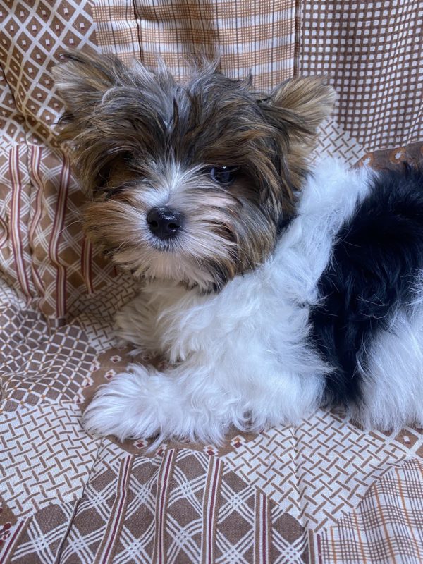 Percy Purebred, healthy Biewer Yorkshire Terrier puppy for sale