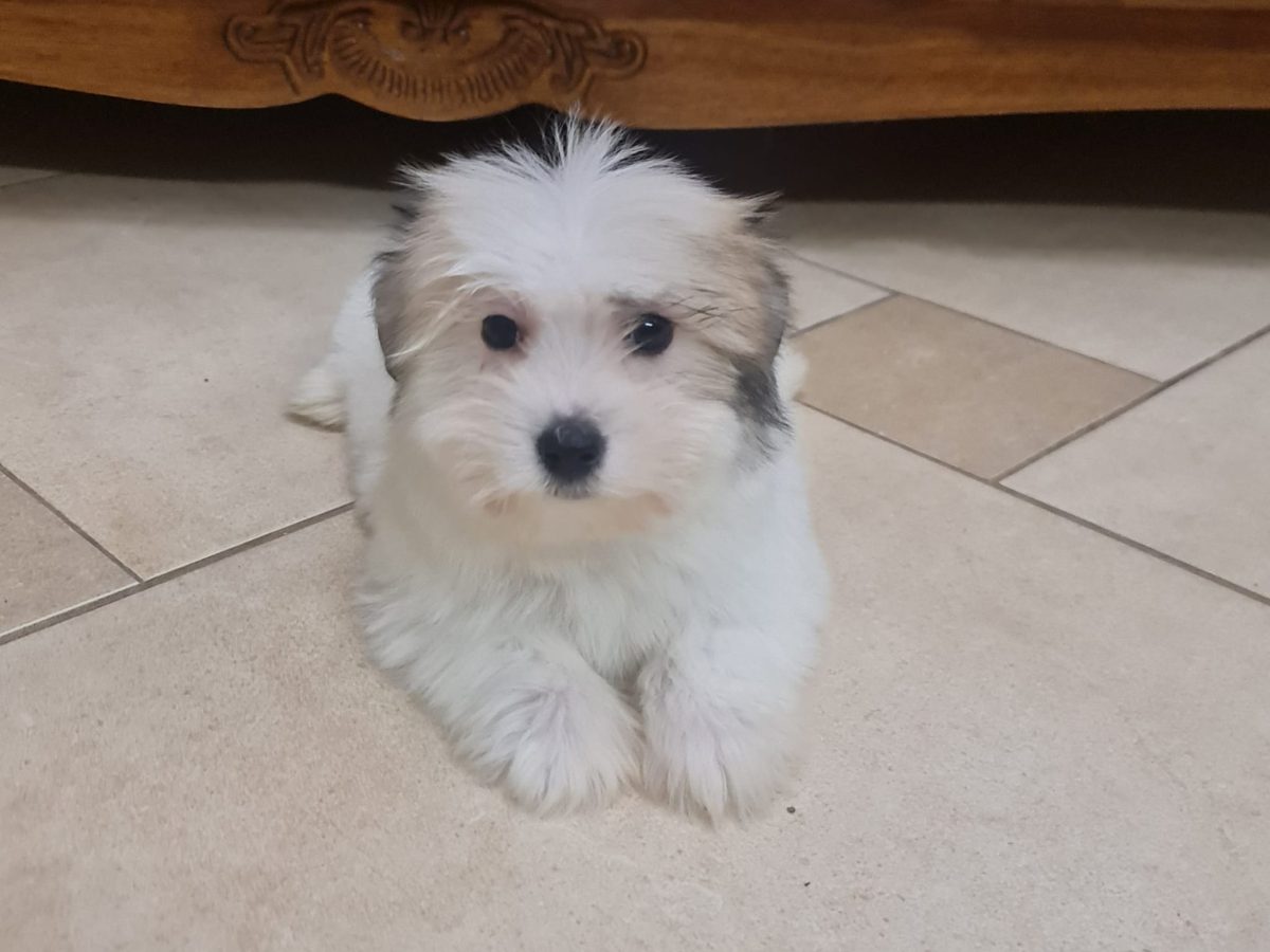 Tulear Breeders Coton De Tulear Rehome Coton Rescue Petfinder