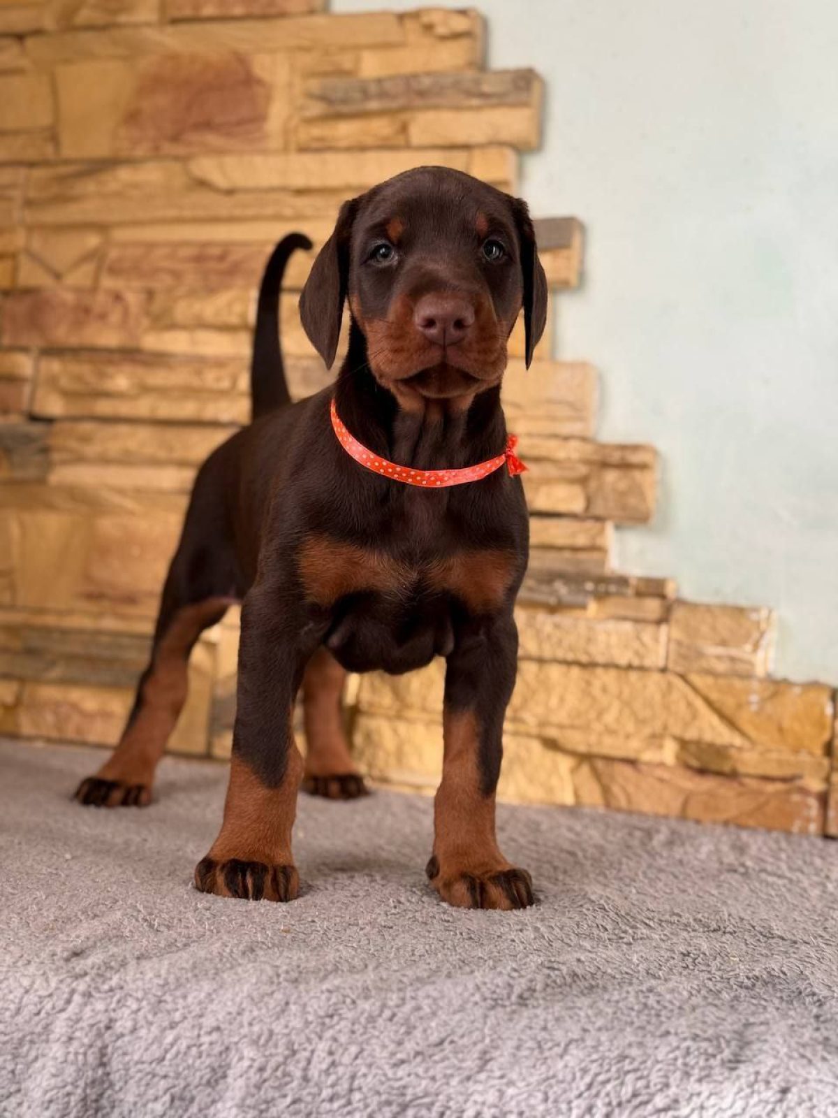 10 Week Doberman Puppy Top 10 Doberman Breeders Shop