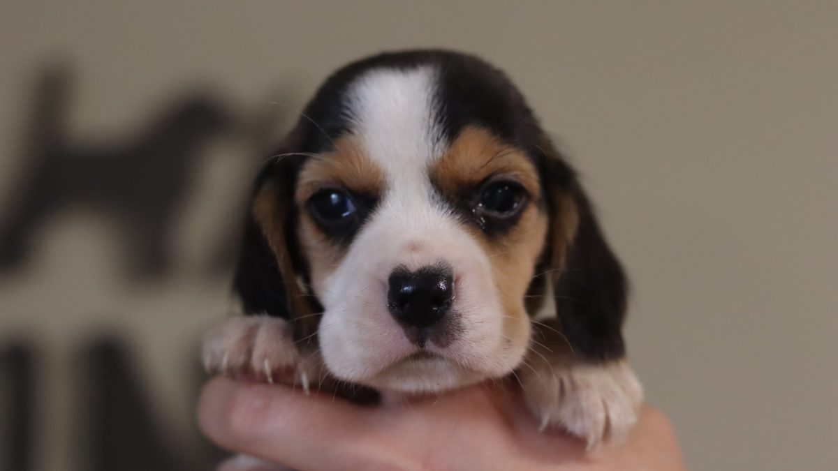 Beagle Cavalier Mix Puppies Near Me King Cavalier Beagle Mix