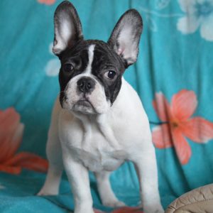 Watson