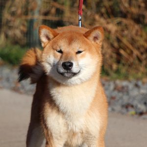Yoku Jo Shiba Inu