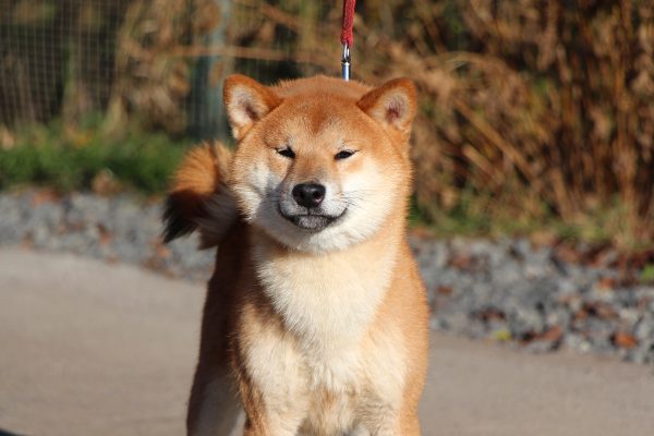 Yoku Jo Shiba Inu