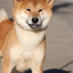 Yoku-Jo-male-Shiba-puppy-for-sale- (2)