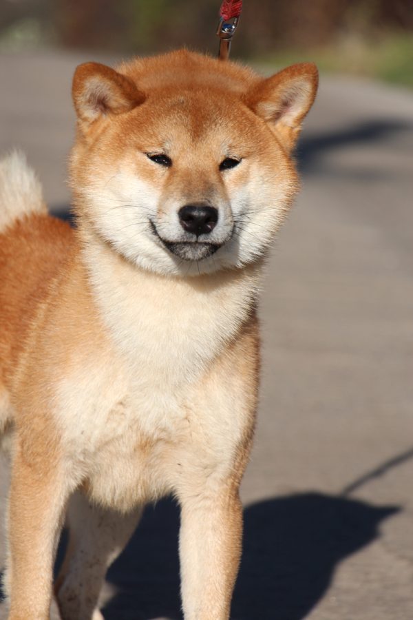 Yoku Jo Shiba Inu