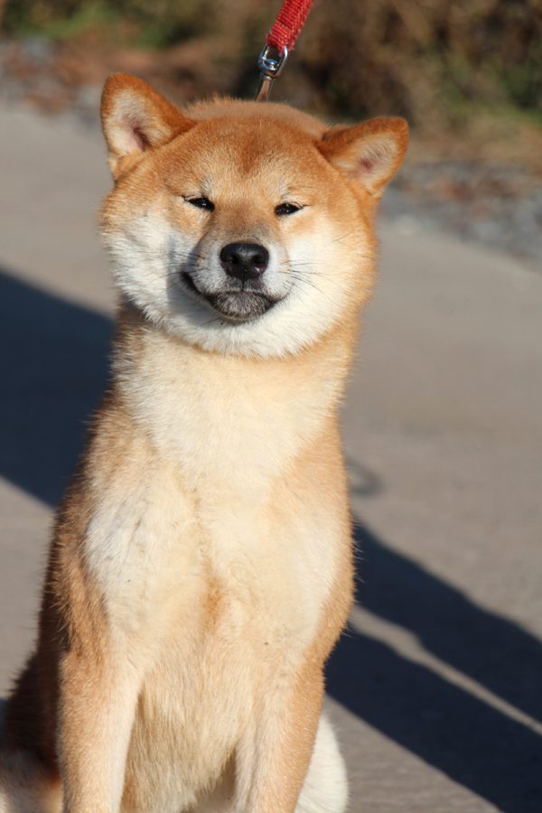 Yoku Jo Shiba Inu