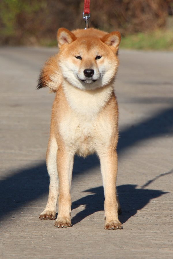 Yoku Jo Shiba Inu