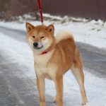 Yoku-Jo-male-Shiba-puppy-for-sale-5