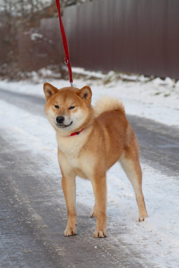 Yoku Jo Shiba Inu