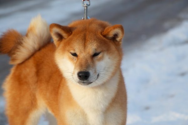 Yoku Jo Shiba Inu