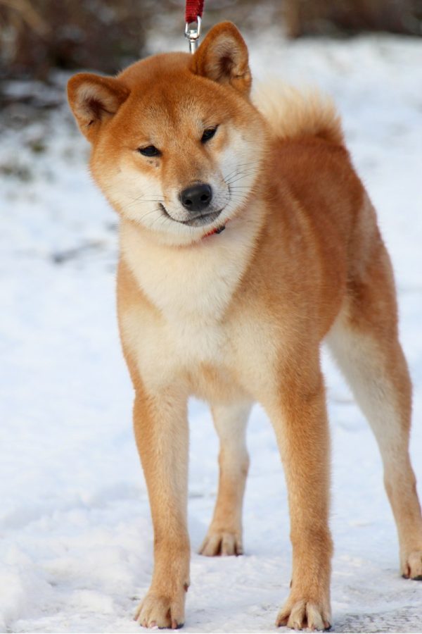 Yoku Jo Shiba Inu
