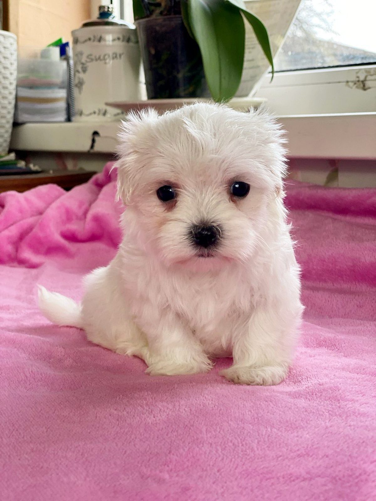 Pomeranian Maltese Papillon Dog Maltese Papillon Papillon Bichon Mix  Papillon Bichon Mix Papillon, image size:1200x1600