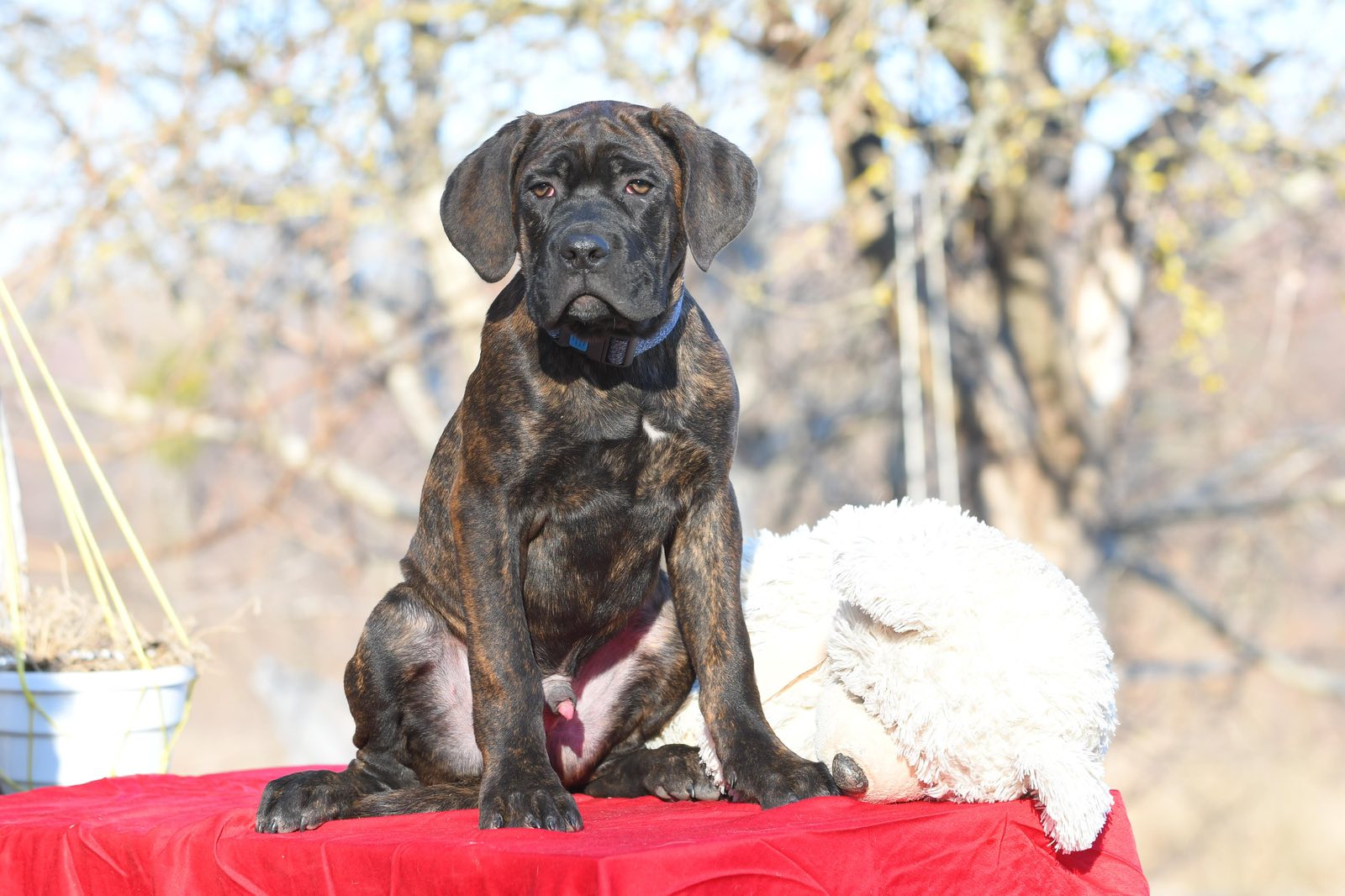 Merle Cane Corso England English Mastiff Mix Cane Corso X Great