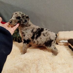 Aystra Aussiedoodle