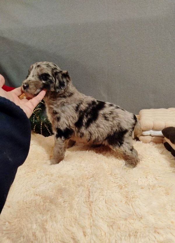 Aystra Aussiedoodle