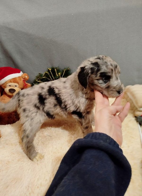 Aystra Aussiedoodle