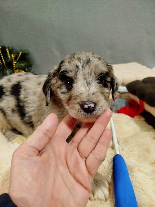 Aystra Aussiedoodle