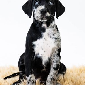 Azael Catahoula Leopard Dog