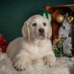 BEVERLY-HILLS-male-Labrador-Retrivier-puppy-for-sale-1