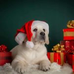 BEVERLY-HILLS-male-Labrador-Retrivier-puppy-for-sale-3