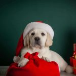 BEVERLY-HILLS-male-Labrador-Retrivier-puppy-for-sale-4