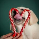 BEVERLY-HILLS-male-Labrador-Retrivier-puppy-for-sale-5