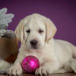 Beverly Hills Labrador Retriever
