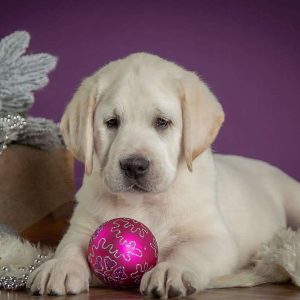 Bright Winner Labrador Retriever