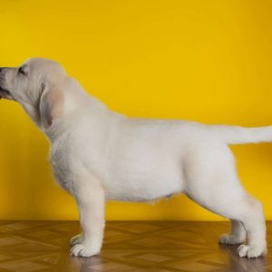 Bruno Labrador Retriever